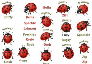 names-for-ladybugs-1